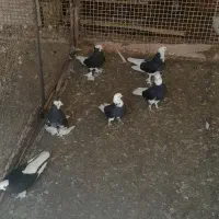 کبوتر