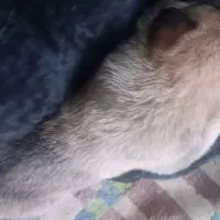 توله ژرمن شپرد