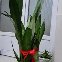 سانس مهتابی