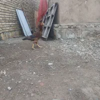 مرغ. لاری اصیل