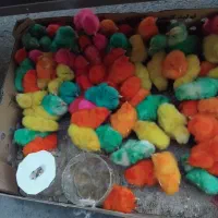 جوجه|حیوانات|قم, نیروگاه|دیوار