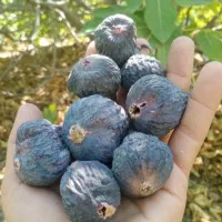 انجیر خشک تازه و تمیز  کاملا ارگانیک