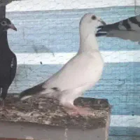 کفتر