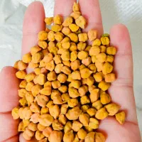 خرید نخود زرد