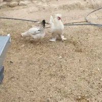 تعدادی مرغ تخم گذار قلعه تل