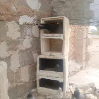 کبوتر کشتنی خورموج