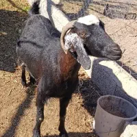 بز پرشیر و بزغاله چاق|حیوانات مزرعه|آذرشهر, |دیوار