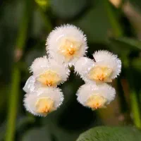 گیاهچه های کلکسیونی هویا