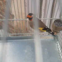 سهره دورگ|پرنده|مشهد, کارمندان دوم|دیوار