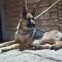 ژرمن شپرد ماده|سگ|انبارآلوم, |دیوار