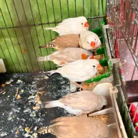 فنچ زبرا نروماده سالم وسلامت|پرنده|ری, شهرک نظامی|دیوار