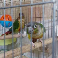 گرینچیک مولد تضمینی|پرنده|تبریز, |دیوار