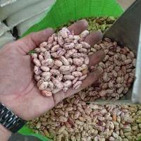 لوبیا چیتی زنجان