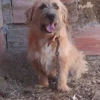 سگ پاکوتاه