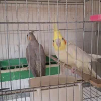 عروس هلندی مولد