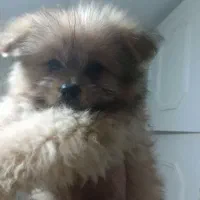 پامرانین خرسی۳ماهه ۶ت و پودل شیتزو ۳ماهه نر