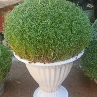 سوزیی|گل و گیاه طبیعی|کوهدشت, |دیوار