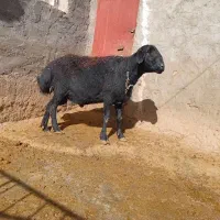 قوچ افشاری لخت سیاه