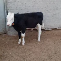 گوساله سمینتال نر