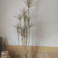 تعدادی گل بفروش می‌رسدبه علت جای جای فوری