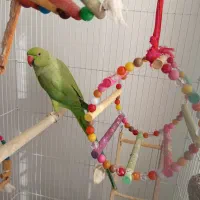 طوطی ملنگو سبز|پرنده|رستم‌آباد, |دیوار