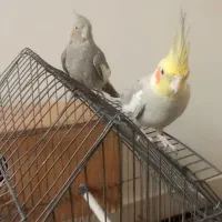 یک جفت عروس هلندی|پرنده|تهران, سبلان (لشگر)|دیوار