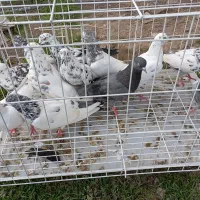 کبوتر دونیی ۱۵۰