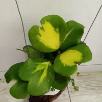 گلهای زیبای هویا با تنوع بالا