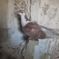 جفت جوجه فروشی