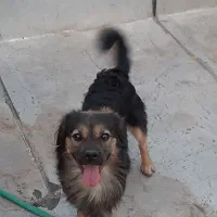 دو عدد سگ ژرمن اشپیتز