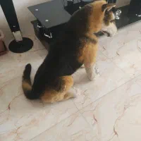 سگ زیبا شکاری|سگ|گلبهار, شهر جدید گلبهار|دیوار