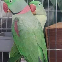 شاه طوطی نر بالغ . از نژاد اسکندر