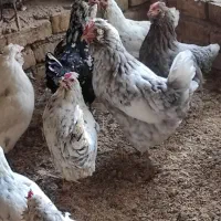 تخم مرغ نطفه دار گلین با ضمانت نود درصد|حیوانات مزرعه|شهرکرد, |دیوار