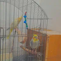 عروس هلندی|پرنده|بافق, |دیوار