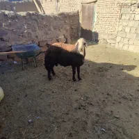 بره قوچی شیشک میش قوچ