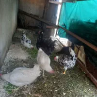 تخم مرغ نطفه دار گلین