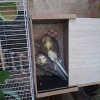 عروس هلندی نر و ماده