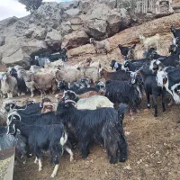 فروش بزچاق درفلکدین|حیوانات مزرعه|خرمآباد, |دیوار