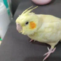 عروس هلندی گمشده|حیوانات|اندیشه, شهرک مریم|دیوار