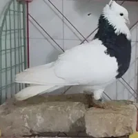 یه جفت طوقی سیاه