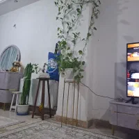 گل پتوس ،سانسوریا،بنسای|گل و گیاه طبیعی|تهران, زهتابی|دیوار