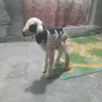 این بره شیری بفروش میرسد