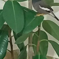 مرغ مینا|پرنده|سبزوار, کهنه آب|دیوار