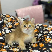 بریتیش گلد NY12|گربه|رشت, منظریه|دیوار