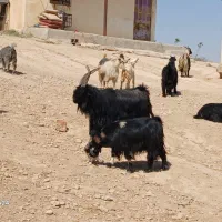 گله بز یک دست جوان همه نیشتر|حیوانات مزرعه|دوگنبدان, |دیوار