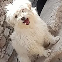 سگ هاسکی|سگ|فیروزآباد (فارس), |دیوار