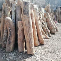 خریدار چوب چنار