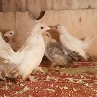 جوجه مینیاتوری