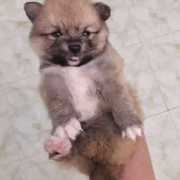 توله سگ پامر خرسی عروسکی