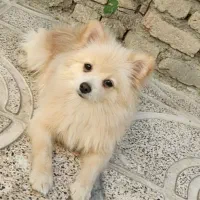 سگ پامر روباهی